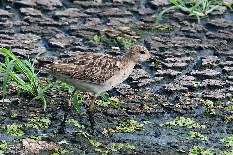 IMG_4940mw.jpg - Ruff (Philomachus pugnax) - Leanyer Sewerage Ponds, Darwin, NT