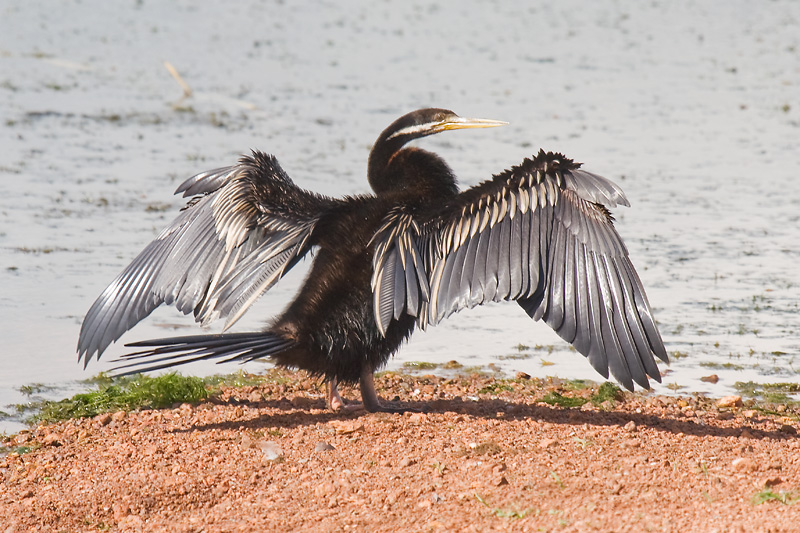 _MG_0277mw.jpg - Darter (Anhinga melanogaster) - Fogg Dam, NT
