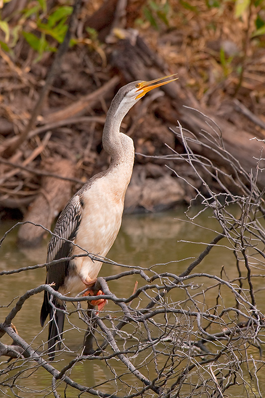 _MG_4044mw.jpg - Darter (Anhinga melanogaster) - Renner Springs, NT