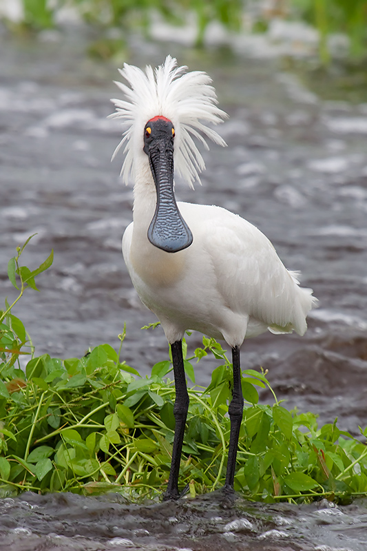 _MG_5632mw.jpg - Royal Spoonbill (Platalea regia) - Fogg Dam, Humpty Doo,NT.