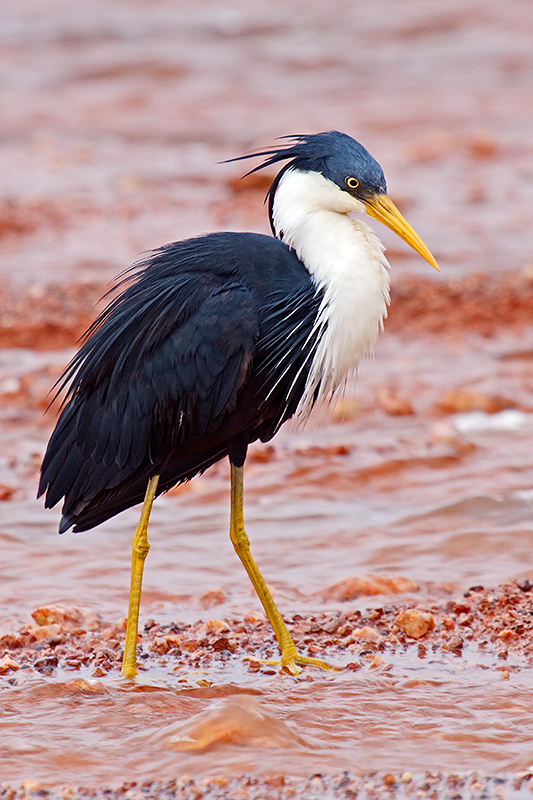 _MG_5661mw.jpg - Pied Heron (Ardea picata) - Fogg Dam, Humpty Doo, NT.