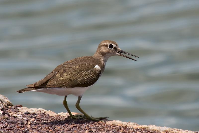 _MG_6433mw.jpg - Common Sandpiper (Actitus hypoleucos) - Leanyer Sewerage Ponds, Darwin, NT