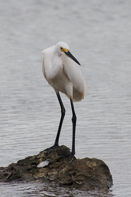 _MG_6556mw.jpg - Little Egret (Egretta garzetta) - East Arm Boat Ramp, Darwin, NT