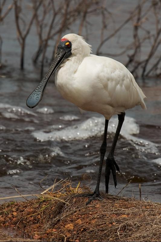 _MG_7490mw.jpg - Royal Spoonbill (Platalea regia) - Fogg Dam, Humpty Doo,NT.