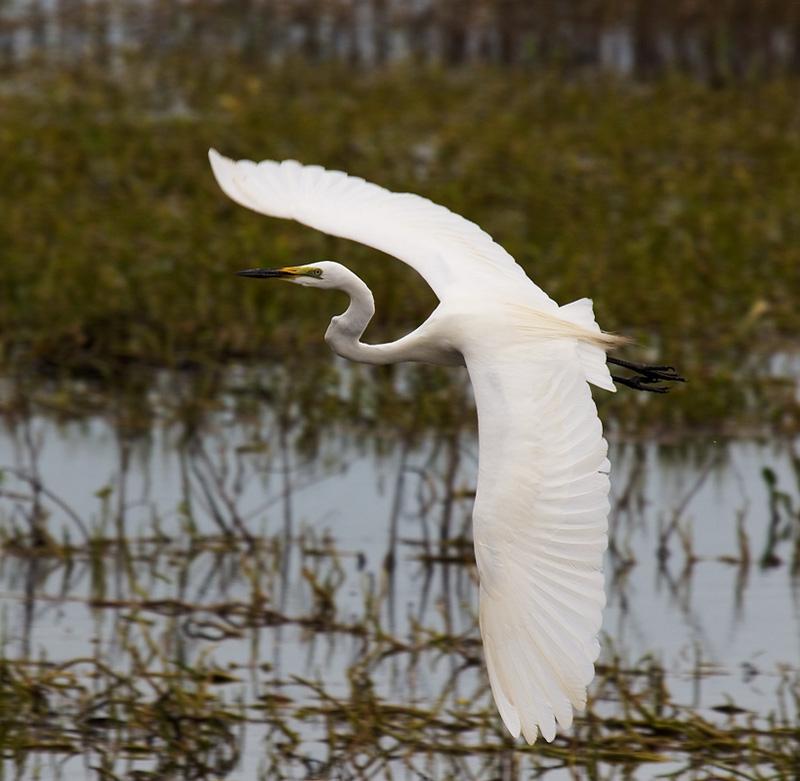 _MG_7505mw.jpg - Great Egret (Ardea alba) - Fogg Dam, Humpty Doo,NT.