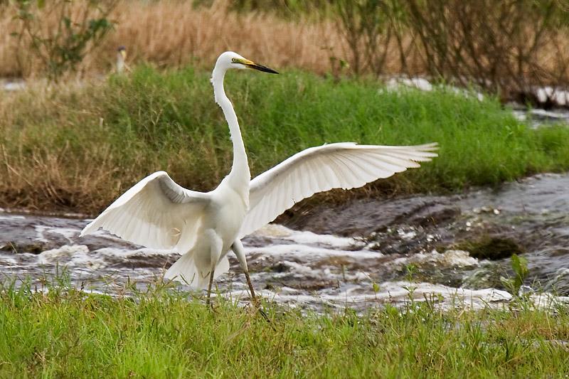 _MG_7519mw.jpg - Great Egret (Ardea alba) - Fogg Dam, Humpty Doo,NT.