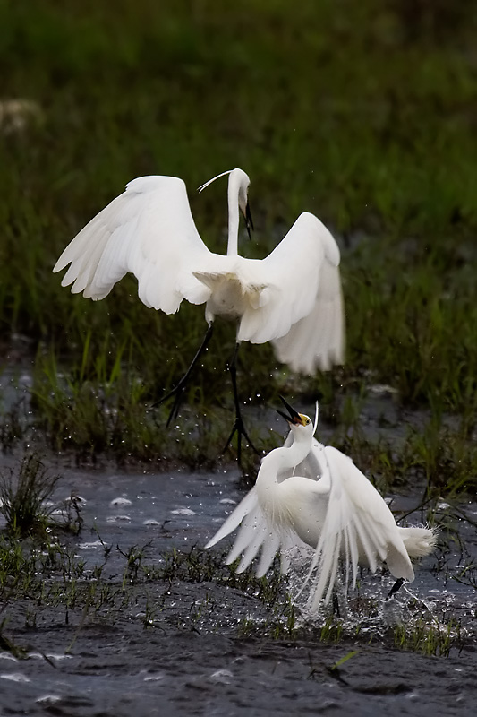 _MG_8176mw.jpg - Little Egret (Egretta garzetta) - Fogg Dam, Humpty Doo, NT