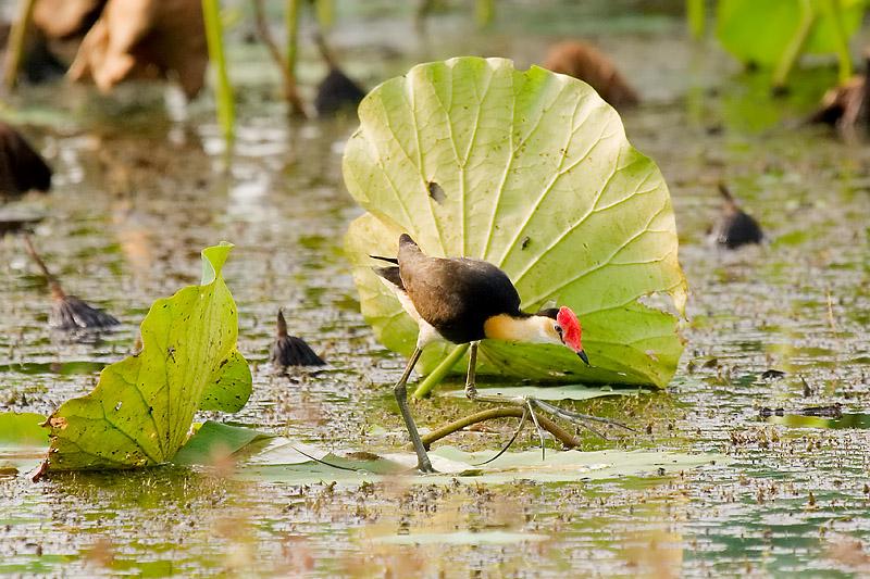 _MG_8204mw.jpg - Comb-Crested Jacana (Irediparra gallinacea) - Fogg Dam, Humpty Doo, NT.