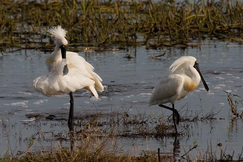 _MG_8283mw.jpg - Royal Spoonbill (Platalea regia) - Fogg Dam, Humpty Doo,NT.