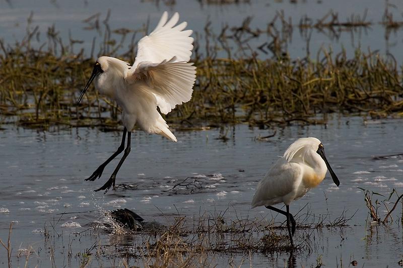 _MG_8284mw.jpg - Royal Spoonbill (Platalea regia) - Fogg Dam, Humpty Doo,NT.