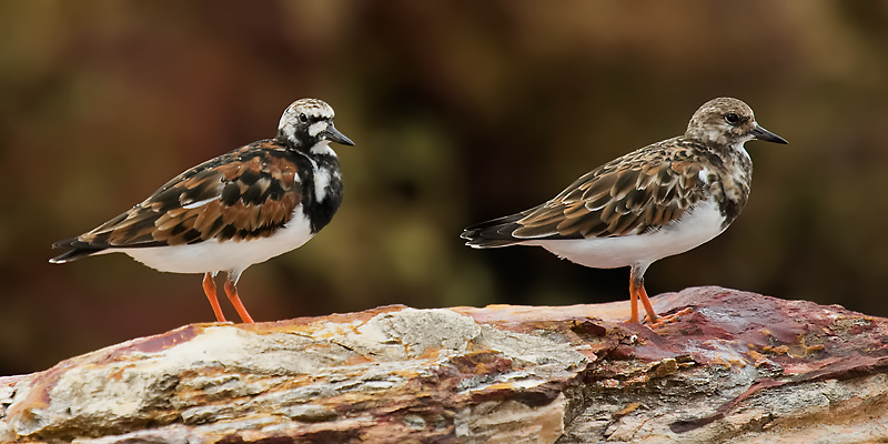 _MG_8796mw.jpg - Ruddy Turnstone pair (Arenaria interpres) - Nightcliff Jetty, Darwin, NT