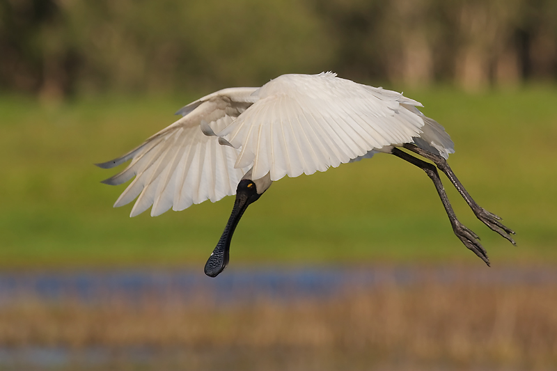 _MG_9194mw.jpg - Royal Spoonbill (Platalea regia) - Fogg Dam, Humpty Doo,NT.