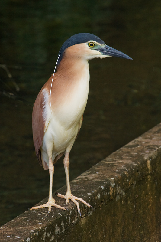 _mg_9633mw.jpg - Nankeen Night Herron (Nycticorax caledonicus) - Howard Springs Nature Park, Howard Springs, NT