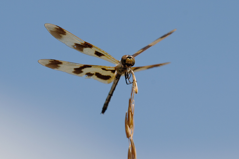 _MG_9536mw.jpg - Golden Flutterer - Annabaroo, NT