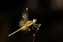 IMG_0895mw