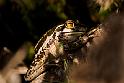 Amphibians