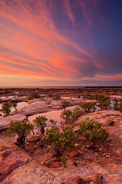 20111123_MG_5708m.jpg - Bonsai Mangroves - Nightcliff, NT