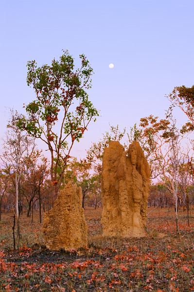 _MG_0312mfw.jpg - Termite Mounds under the full moon - Pine Creek, NT.