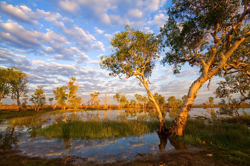 _MG_0841mwp.jpg - Golden Paperbarks - Marrakai Billabong, NT.