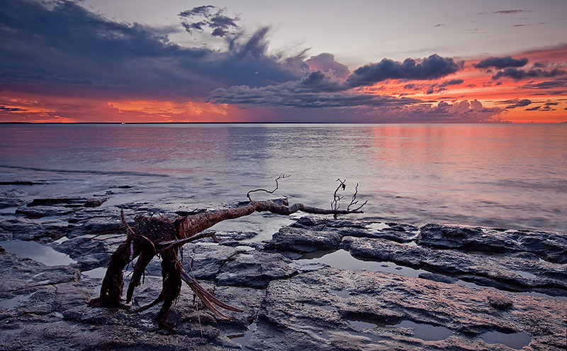 _MG_6174mw.jpg - Driftwood - Vesteys Beach, Darwin, NT.