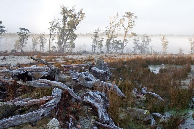 LS208mw.jpg - Frosty logs - near Cradle Mountain
