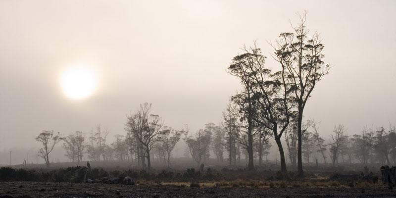 LS210mw.jpg - Sun through the mist - Cradle Mountain