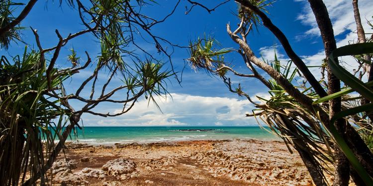 LS331mw.jpg - Hector through Pandanus - Nightcliff