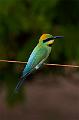 Avian
