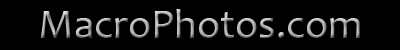 Goto MacroPhotos